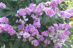 Lagerstroemia speciosa